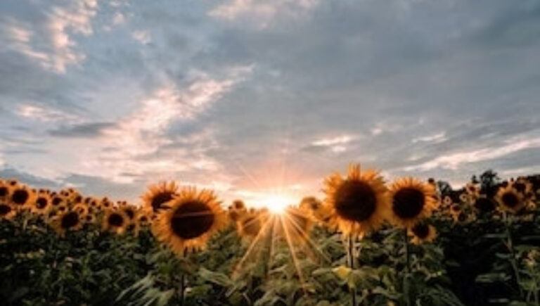 200 August Instagram Captions to Brighten Your Summer Memories and Moments