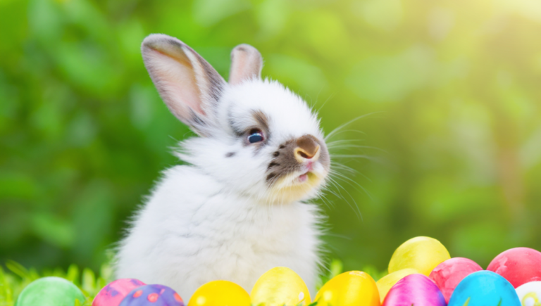 200 Easter Bunny Instagram Captions to Hop into Spring Fun and Joy