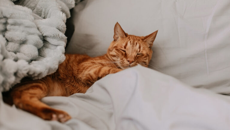 Cozy Cat Sleeping Captions For Instagram