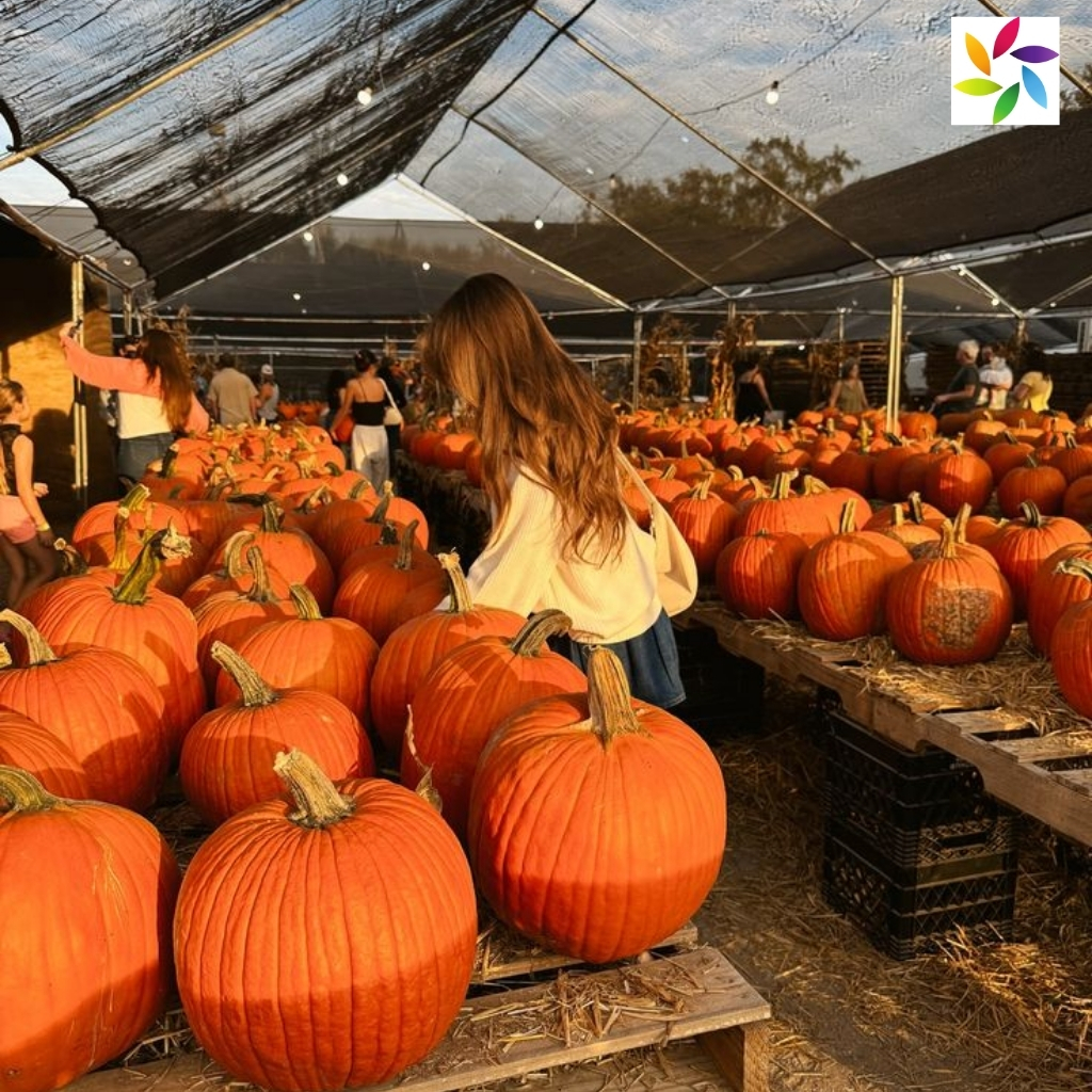 Instagram Pumpkin Patch Captions 1