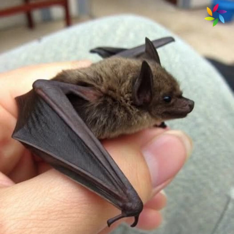 Bat Captions For Instagram