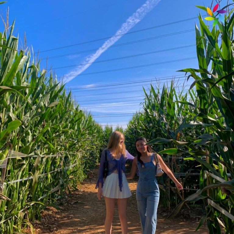 Corn Maze Instagram Captions
