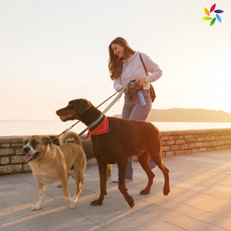 Dog Walk Captions For Instagram