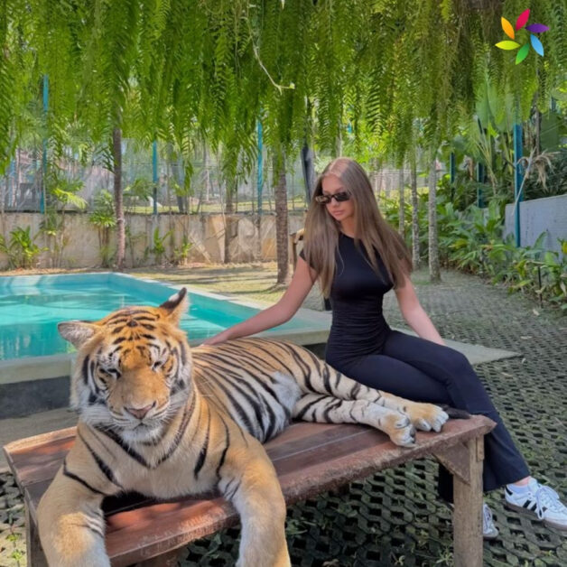 International Tiger Day Captions