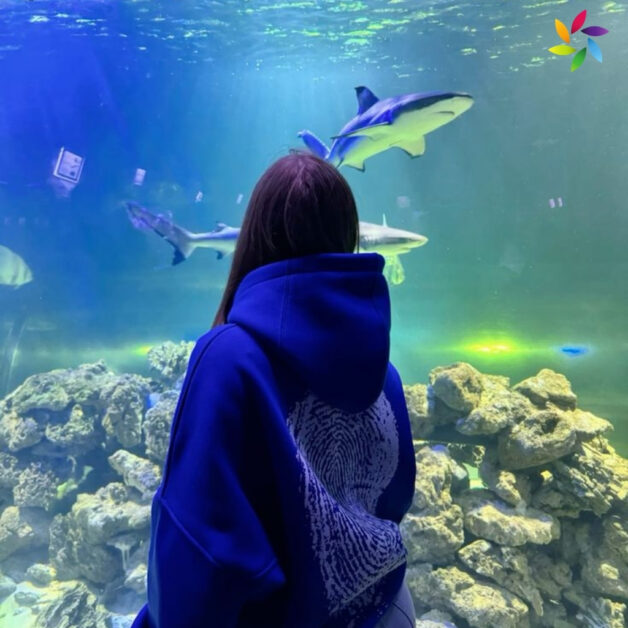 Funny Shark Captions For Instagram