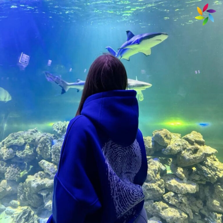 Funny Shark Captions For Instagram