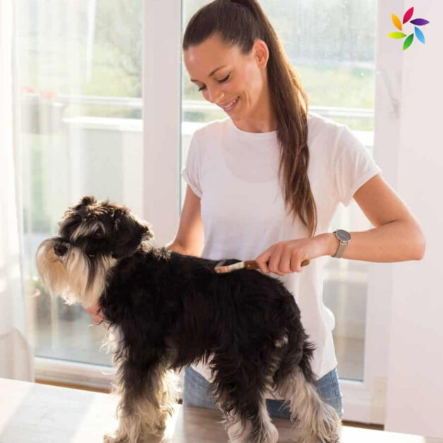 Dog Grooming Instagram Captions